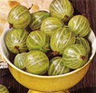 gooseberries (8K)